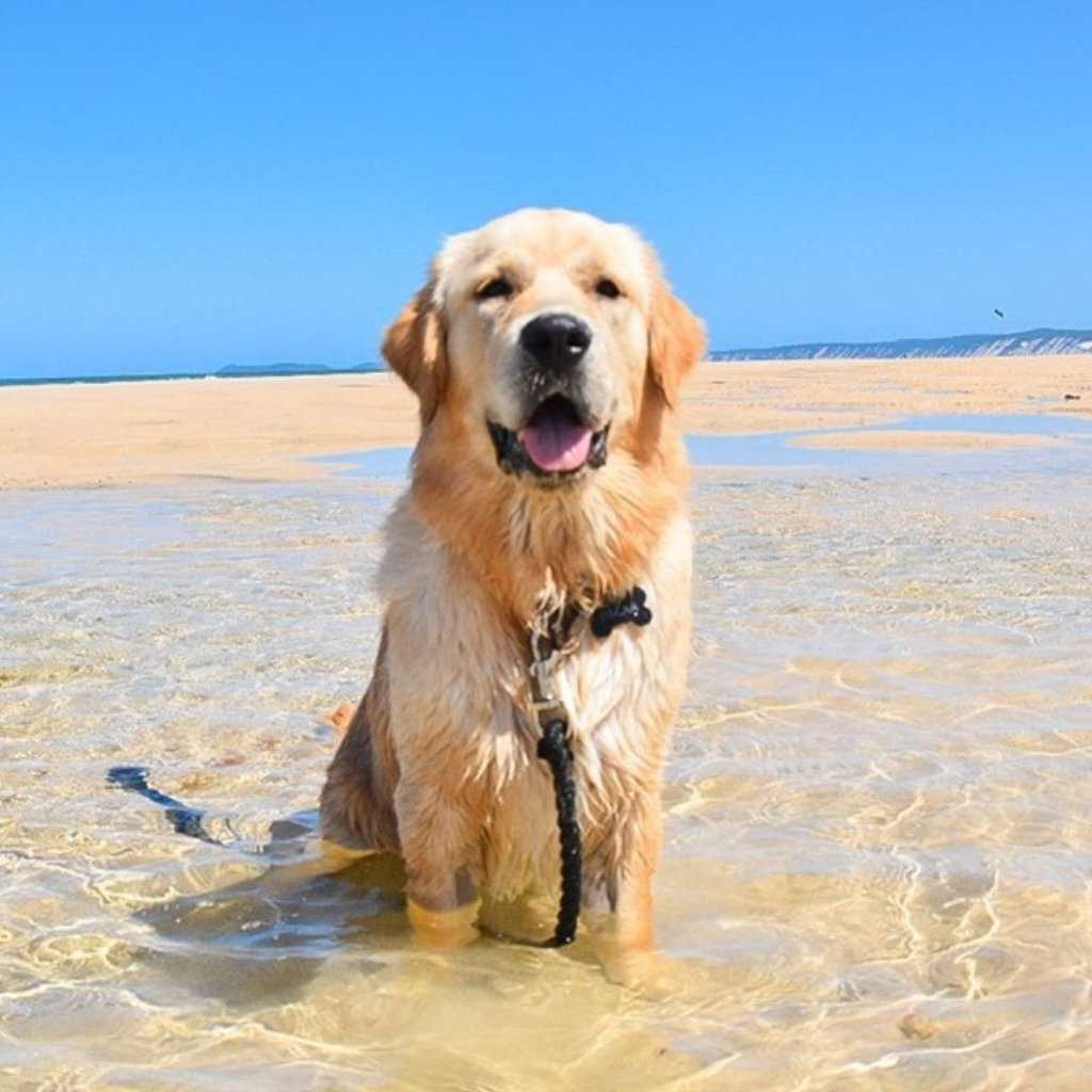 Dog is enjoying the beach