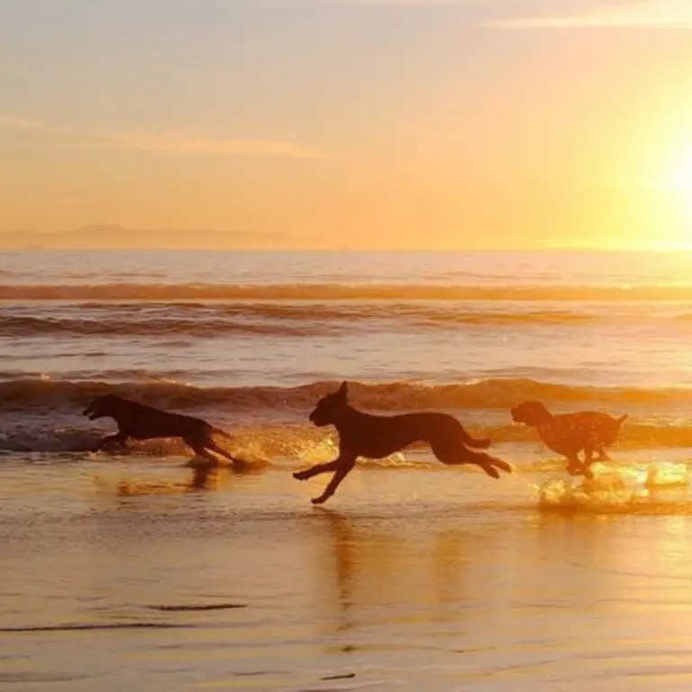 Are Dogs Allowed on Siesta Key Beach? - Beach Yep