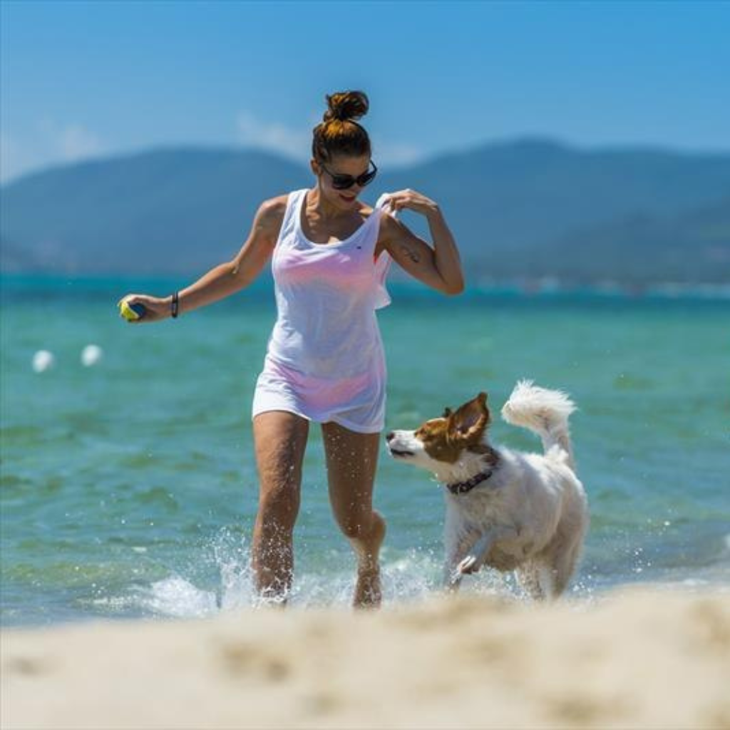 Are Dogs Allowed on Siesta Key Beach? - Beach Yep
