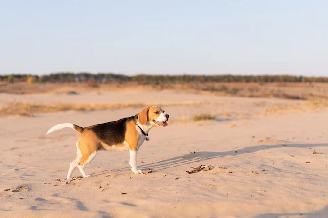 Dog-Friendly Beach in Siesta Key - Beach Yep