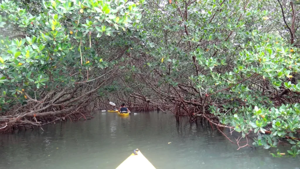 kayaking siesta key mangroves
