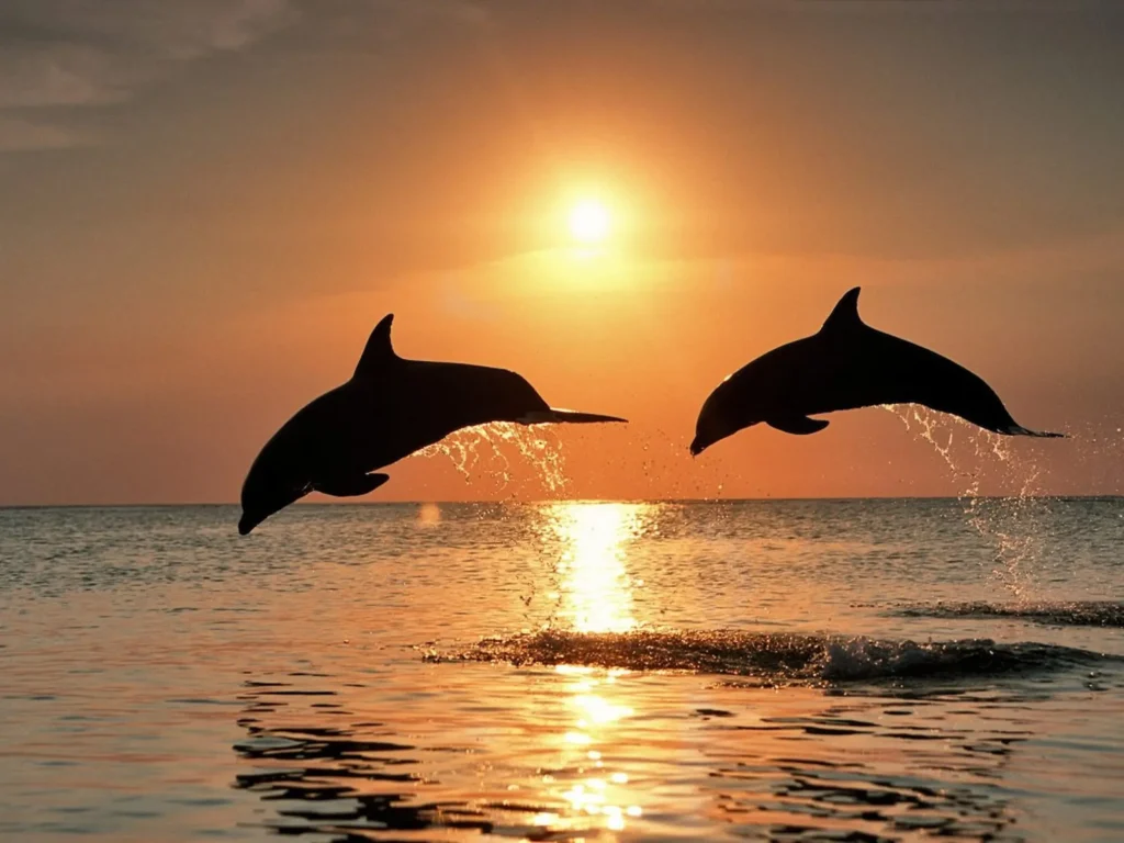 Dolphins  In The Siesta Key Beach
