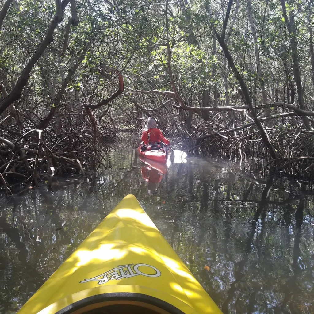Kayaking through the Mangrove