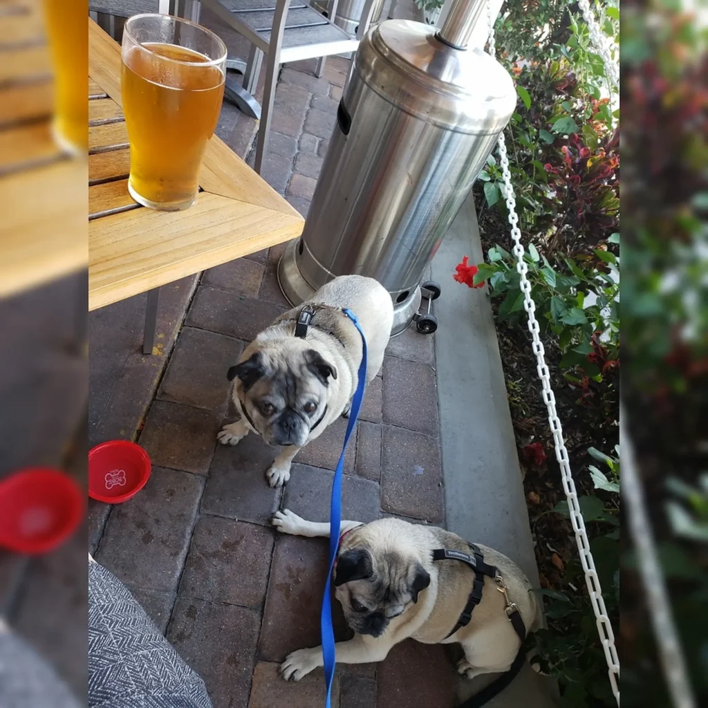 dog friendly restaurants  - My Village Pub